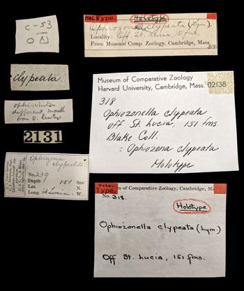 Media type: image;   Invertebrate Zoology OPH-318 Aspect: labels